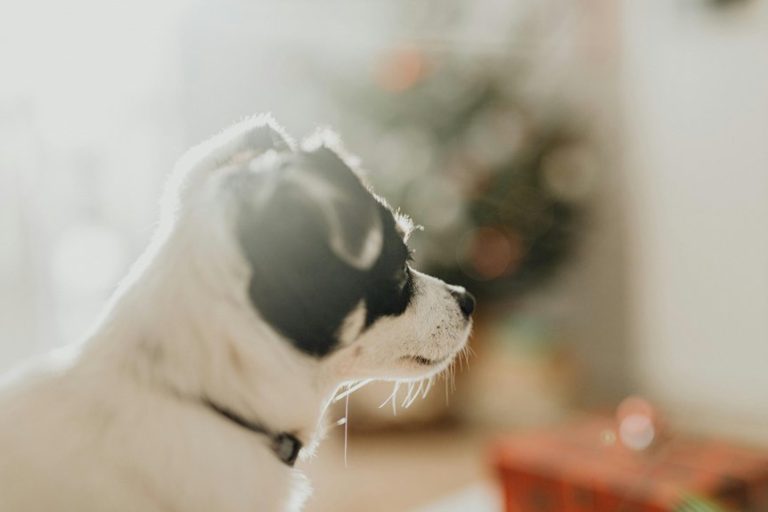 festive mickey ears collection