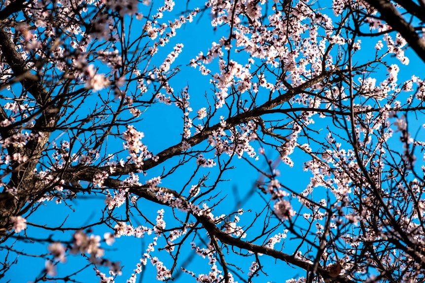 may disneyland visit benefits