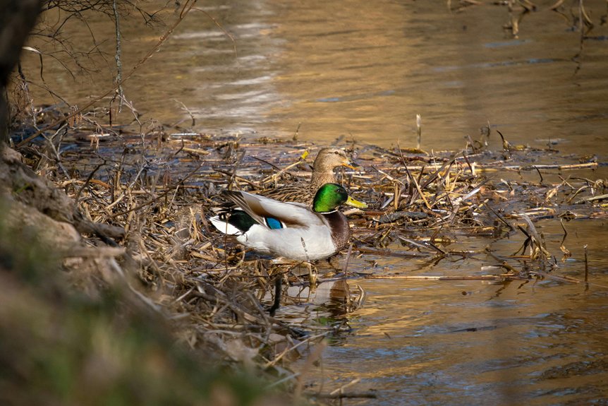 springtime fun at disneyland